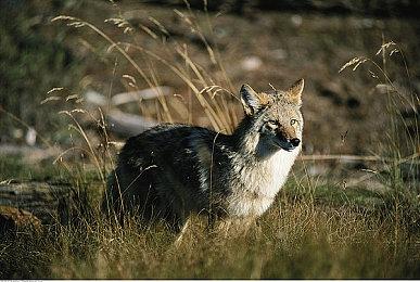 《机甲战魔 神话之裔》简中首次试玩登陆核聚变北京站！