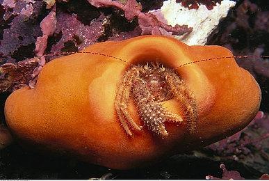 未来游戏展：免费PvP动作游戏《Warhaven》新实机预告