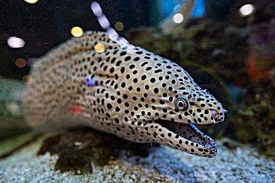 《星刃》性感体模新照欣赏 靓丽动人身材极佳