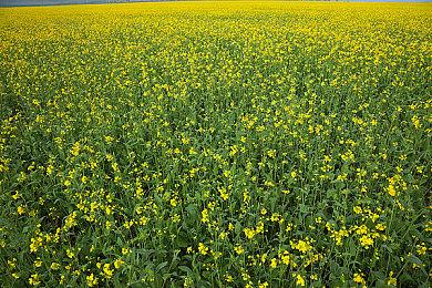 《大侠立志传》正式版会在部分地区涨价 国区不变